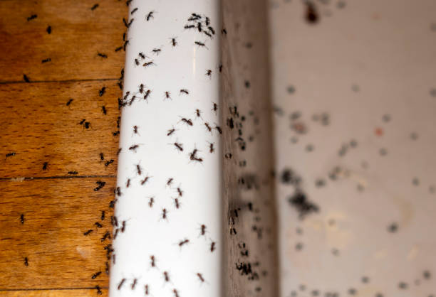 Best Affordable Pest Control Services  in New Bedford, PA