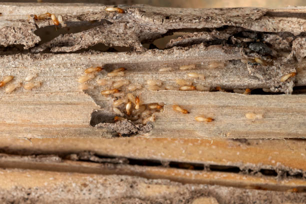 Best Affordable Pest Control Services  in New Bedford, PA
